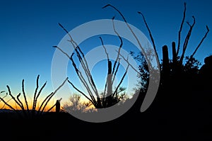 Ocotillo Guardians