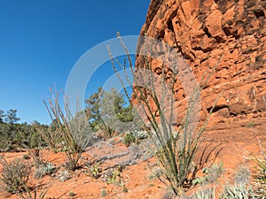 Ocotillo near Sedona, Arizona