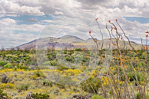 Ocotillo and Paper Flowers, Chisos Mountain Range, Big Bend National Park, TX photo