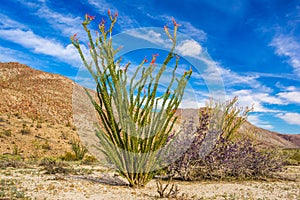 Ocotillo Plant photo