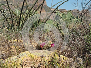 Ocotillo, Prickly Pear and Hedghog Cacti of the Tonto National Forest photo
