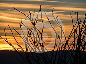 Ocotillo silhouette against an Arizona sunset photo