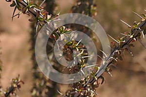 Ocotillo Stem Closeup Kofa Wildlife Reserve