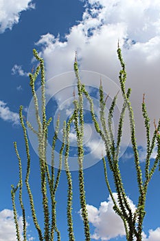 Ocotillos reaching high in the sky