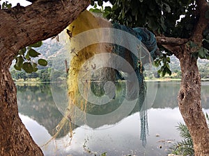 Fishing nates dryig on bamboo resting two Palash or Butea monosperma Trees By Lake Against Sky and hills of Aravalli range North G