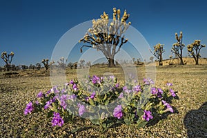 Wildflower and burnt Joshua Trees, Mojave Desert, California photo