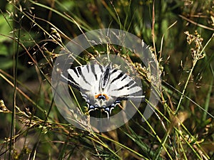 Octa sailor, witeÅº sailor, sailors Iphiclides podalirius a daytime butterfly becoming rarer in meadows and glades