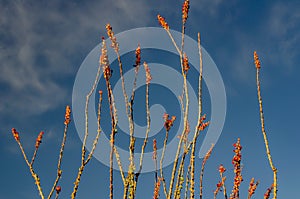 Octillo wildflower bloom tucson arizona