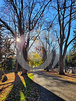 October Afternoon at Avondale Cemetery photo