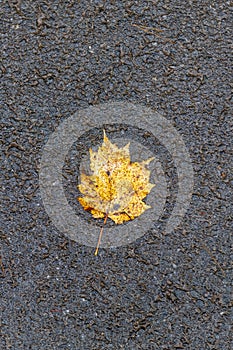 October autumn background single colorful maple leaf red orange yellow fall foliage on wet asphalt texture ground