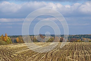 October. Autumn colors of nature. Compressed field of corn.