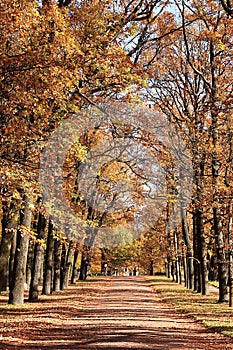 October autumn park in Russia, an oak alley with red leaves. Beautiful bright landscape in the park, seasons, golden autumn season