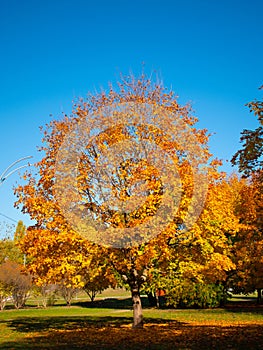 October Blues 6. Yellow leaves and black branches of a maple tree against the background of blue October sky.