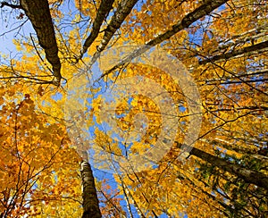 October Canopy photo