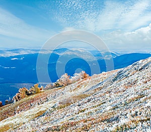 October Carpathian mountain Borghava plateau with first winter snow and autumn colorful bilberry bushes. Ukraine