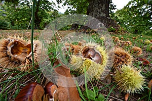 October, Chestnuts and hedgehogs fall to ground. Chestnut harvest time.