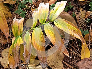 October Foliage Along the Trail