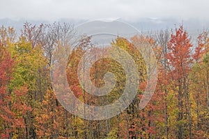 October foliage in the Twin-Zealand Range, White Mountains, New Hampshire