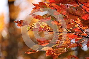 October Glory Maple Background