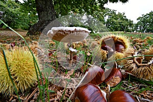 October, harvest time for mushrooms and chestnuts. Close up of Mushroom Macrolepiota Procera