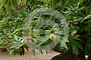 October, hedgehog on the chestnut branch. The curls begin to open, dropping the fruits. chestnut harvesting period