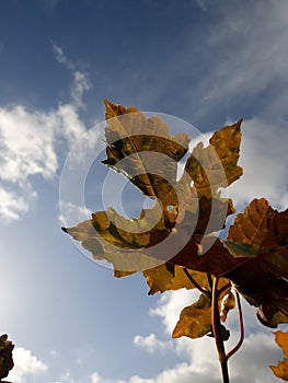 October leaf