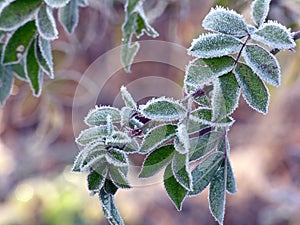 October Morning Frost