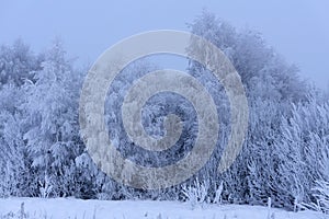 October mountain beech forest edge and first winter snow