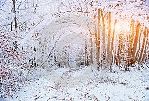 October mountain beech forest with first winter snow