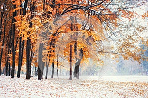 October mountain beech forest with first winter snow.