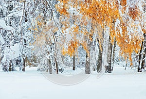 October mountain beech forest with first winter snow. Carpathian