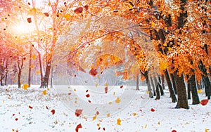 October mountain beech forest with first winter snow. Carpathian photo