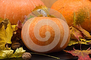 October nature concept with pumpkins, walnuts and autumn leaves