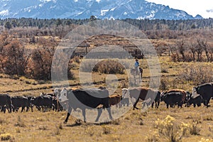 Cowboys on Cattle Drive Gather Angus/Hereford cross cows and cal