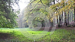 October in Sonian forest