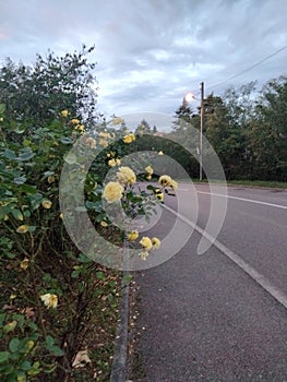 25 octobre 2022flowers on the roadside are blooming photo