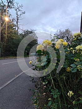 25 octobre 2022 flowers on the roadside are blooming photo
