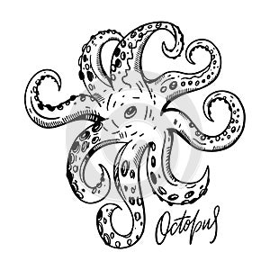 Octobus. Hand drawn vector illustration. Engraving style. Isolated on white background.