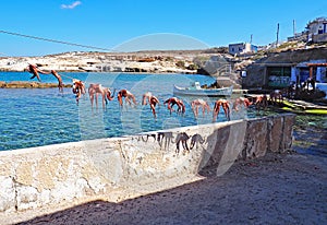 Octopi are hung by the sea after being caught and cleaned on Milos Island, Greece