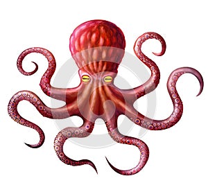 Octopus