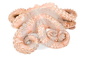 Octopus