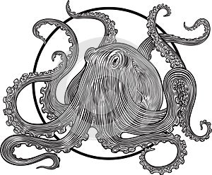 Octopus