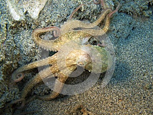 Octopus