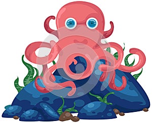 Octopus