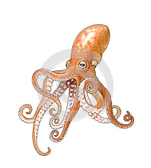 Octopus