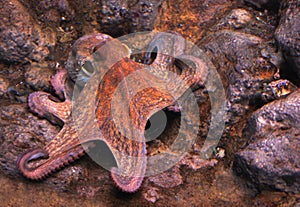 Octopus