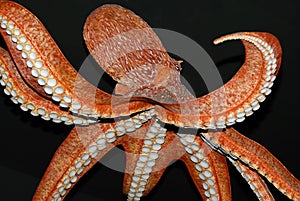 Octopus