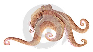 Octopus