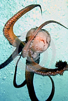Octopus