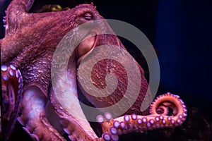 Pulpo 